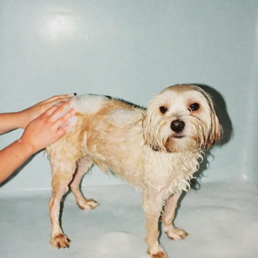 A dog being bathed and shampooed